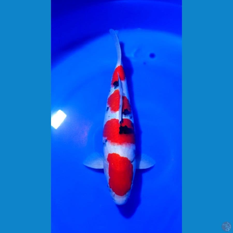 SANKE 37CM SUPER