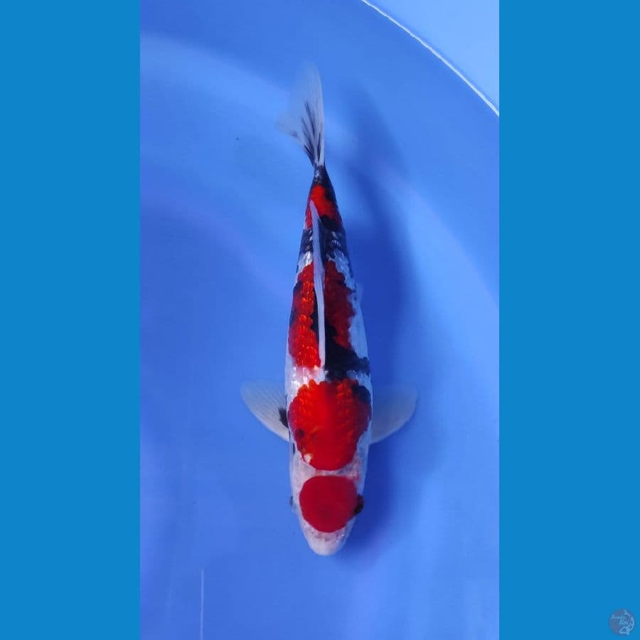 SHOWA GINRIN 27CM SQ