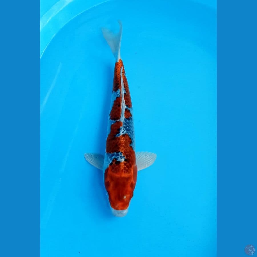 goshiki male 40cm