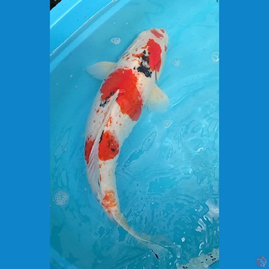 jumbo sanke body badak (60 cm)