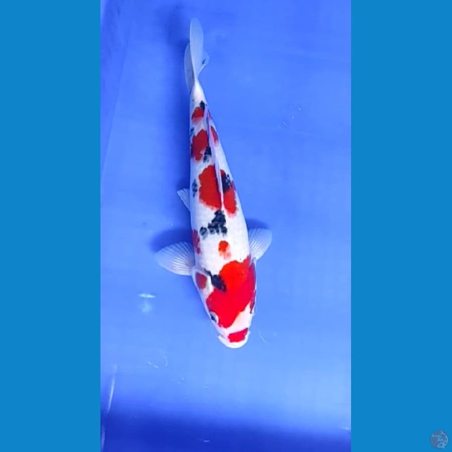 HK-2 Sanke 32 cm