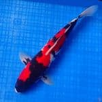 SHOWA SANSHOKU 35cm 