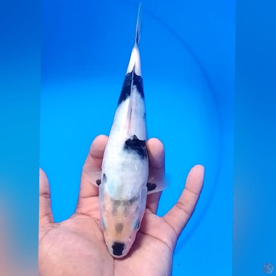 SIRO 24CM