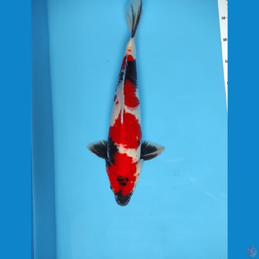 SHOWA 45CM MALE