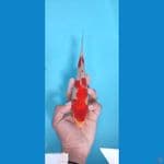 ~22CM *KOHAKU *ORIGINAL