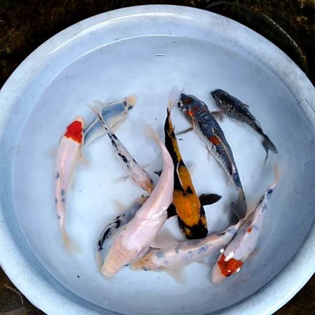 Kropyok