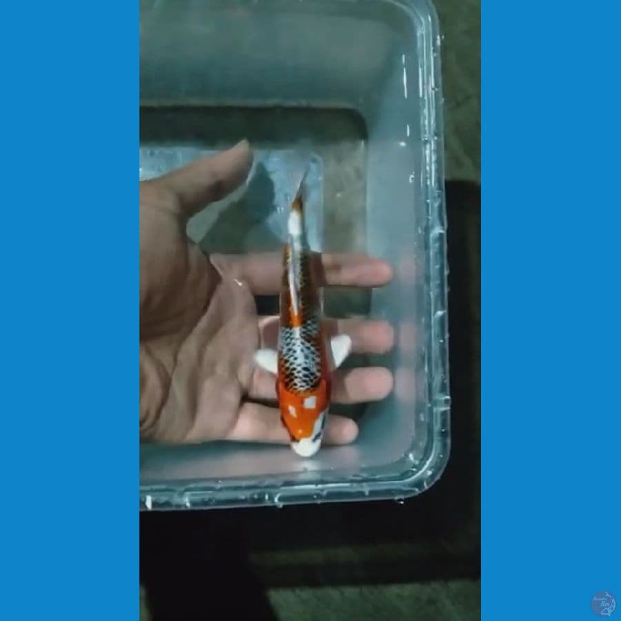 minion kujaku 14cm