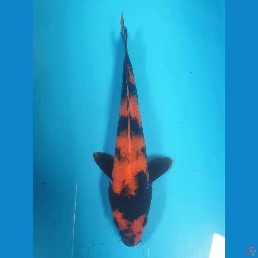 HI UTSURI Prospek 20/F