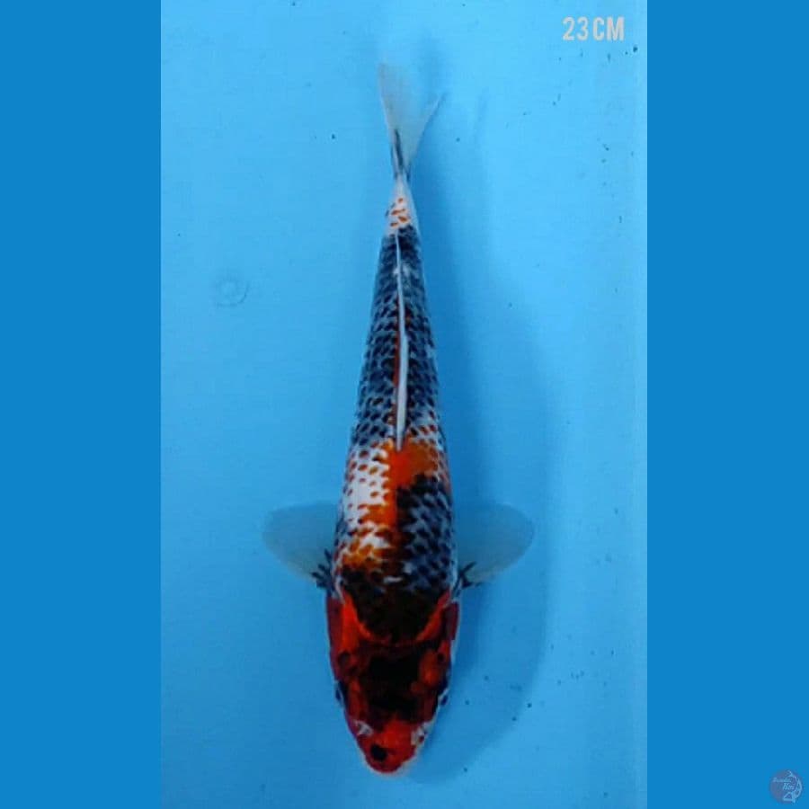 KANOKO SHOWA Unique 23cm