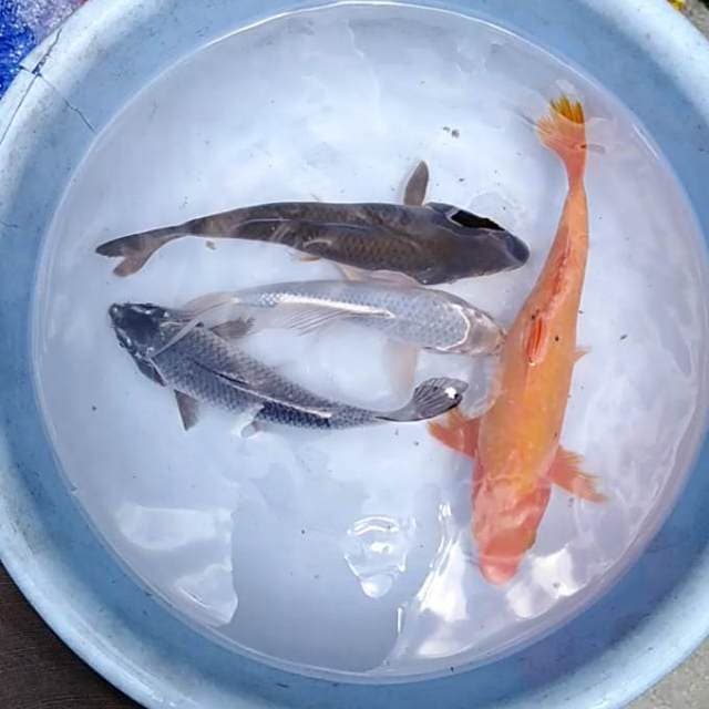 20-25cm