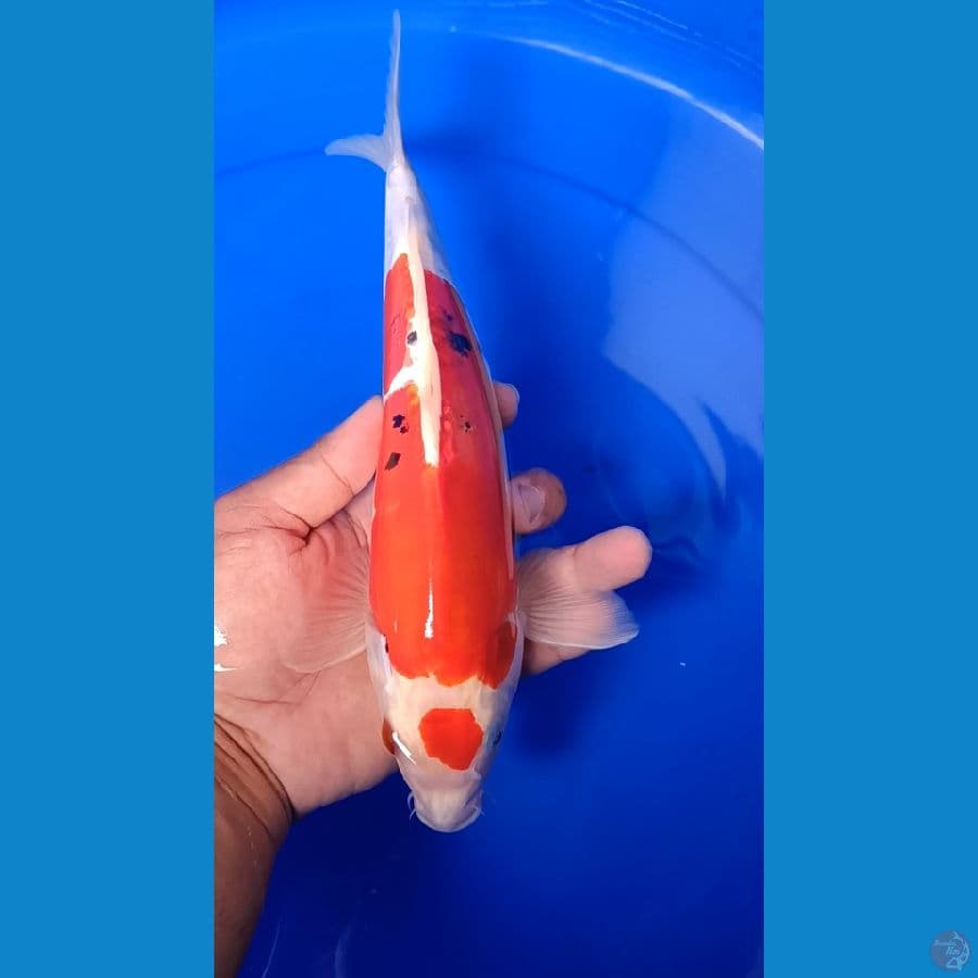 showa doitsu strong 30 cm