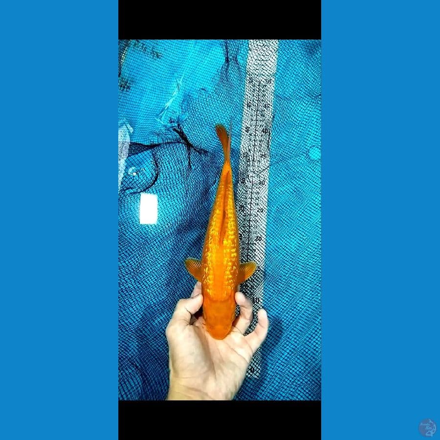 Caramel Ginrin 30CM 