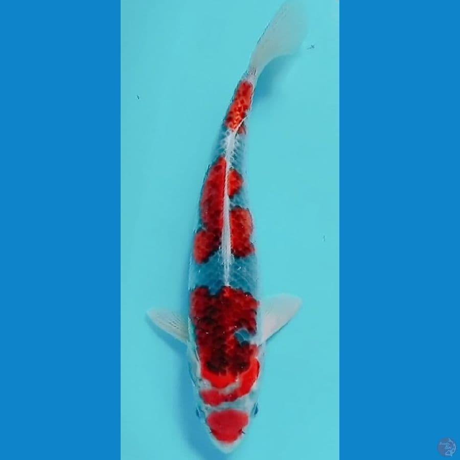 maruten gosiki 39 cm