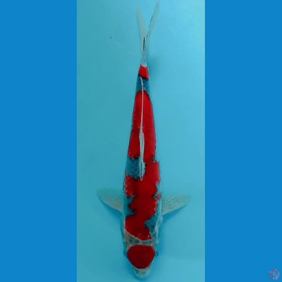 maruten gosiki 30 cm