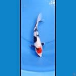 Tanco showa 29 cm
