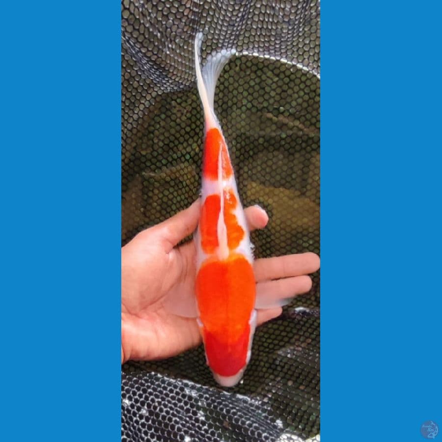 KOHAKU 25 CM 