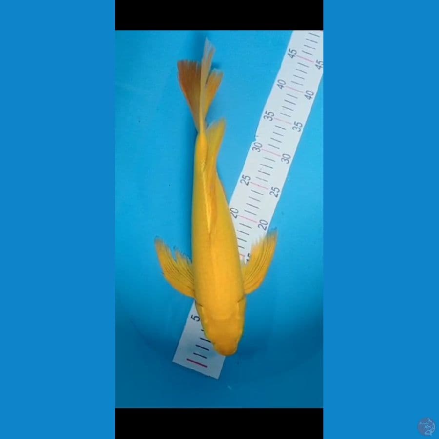 karasi slayer 40cm