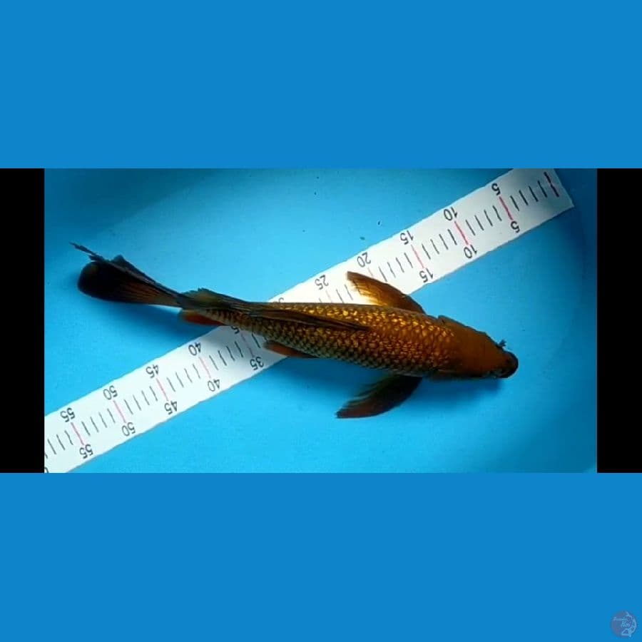 Cagoi gindrin kumpai 45cm