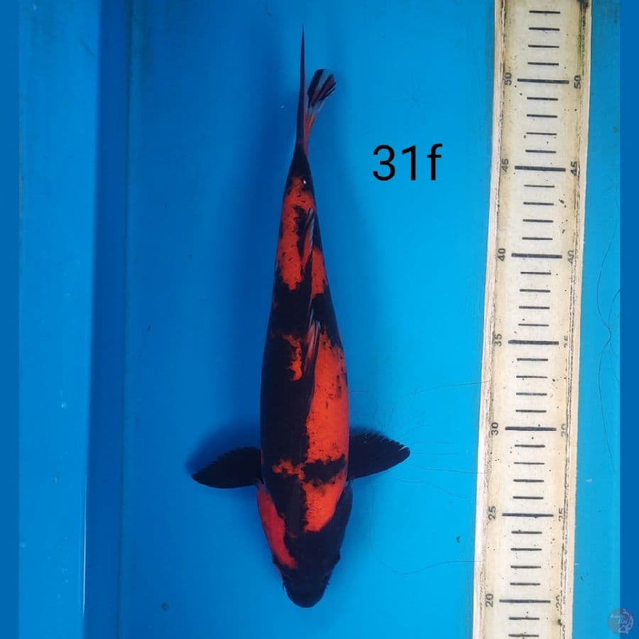 hi utsuri, 31cm female