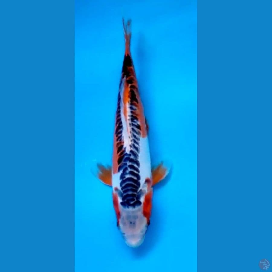 SUSUI 25 CM HQ