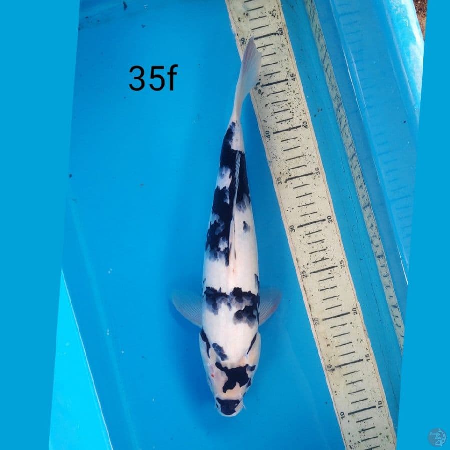 shiro, 35cm female