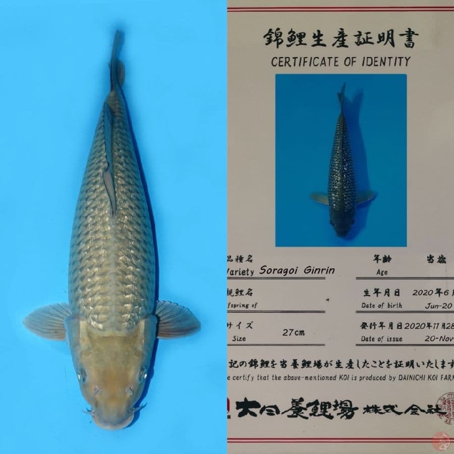 SORAGOI GINRIN HQ DAINICHI 55CM