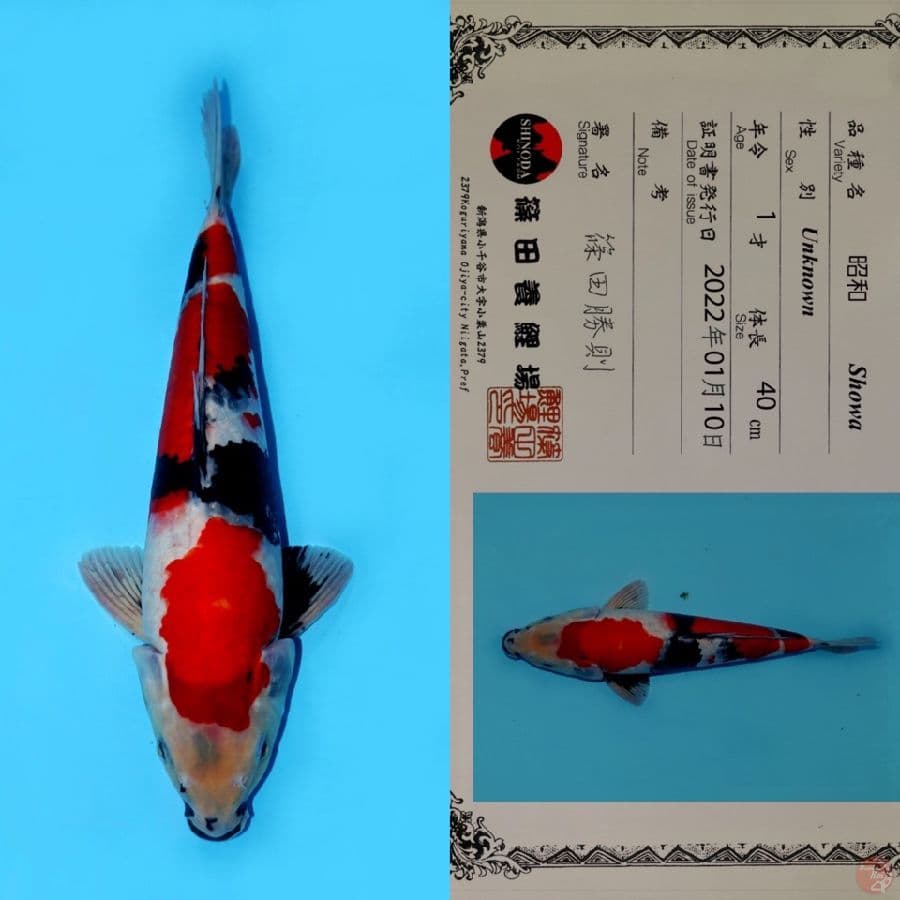 SHOWA SANSHOKU HQ SHINODA 40CM