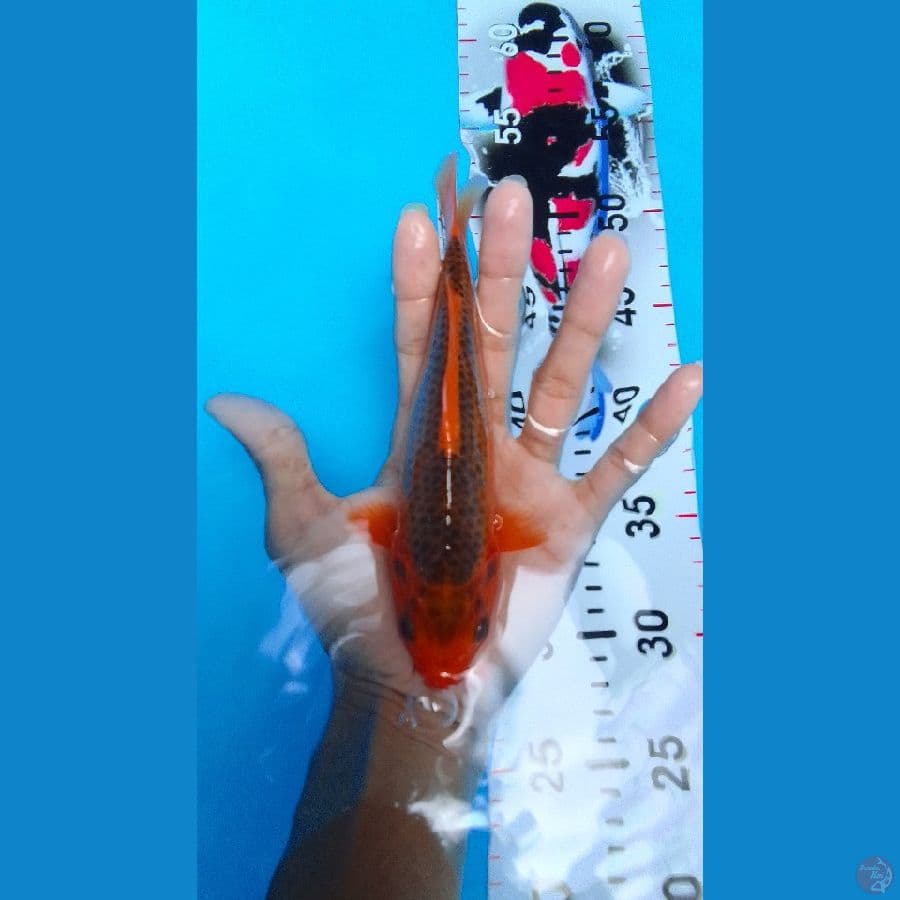 Minions Aka Matsuba SQ 18cm™