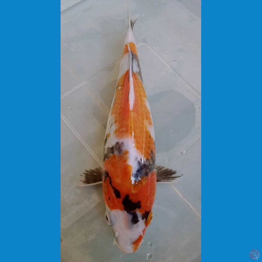 HQ Showa 25cm