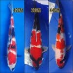 JUMBO HQ ±39-42-44Cm