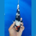 ORIGINAL TANCHO SHOWA ±28Cm