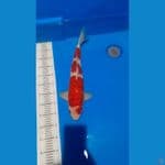 sanke tategoi 49 cm jumbo male
