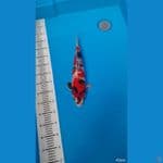 showa 40 cm HQ pangkal tebal male