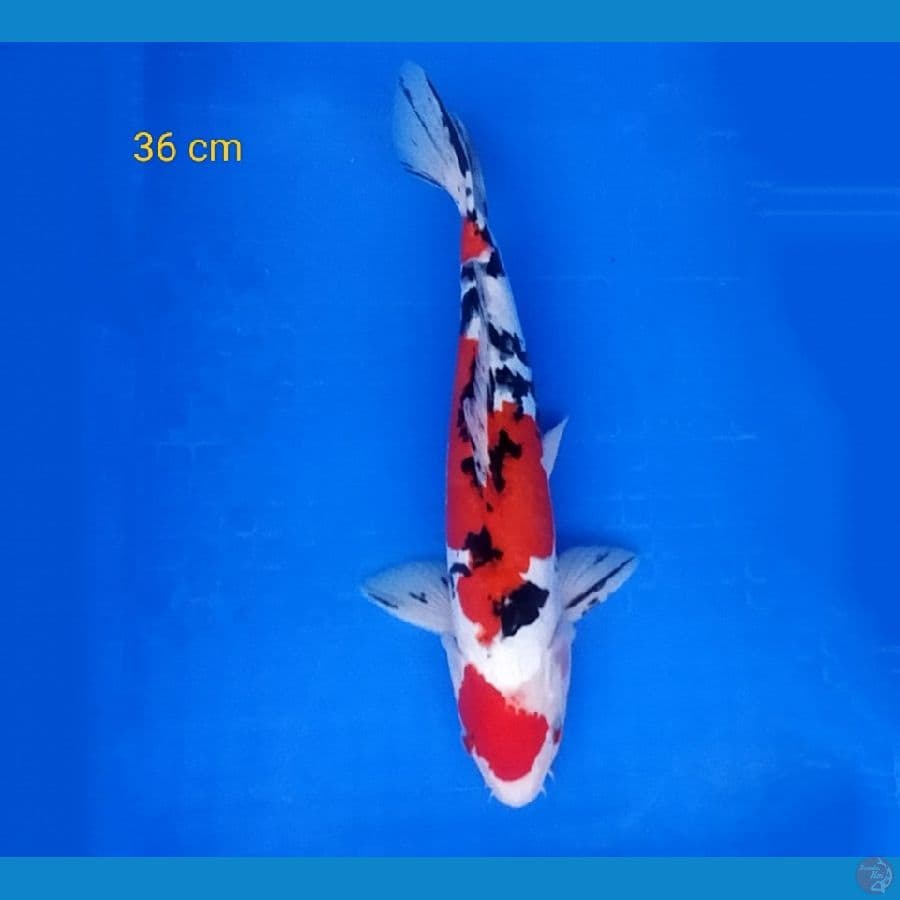 maruten doitsu sanke stronge 36 cm