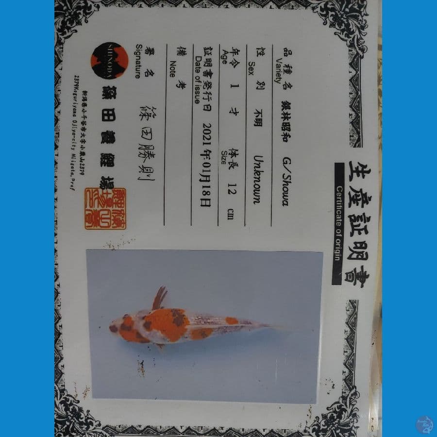 showa ginrin