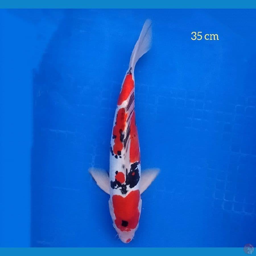 sanke doit kuchibeni 35 cm