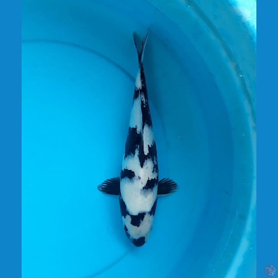 Shiro utsuri 36cm female