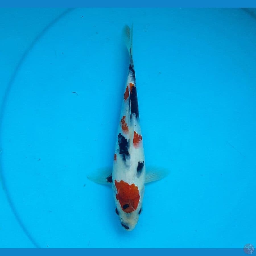 Kindai showa 25cm