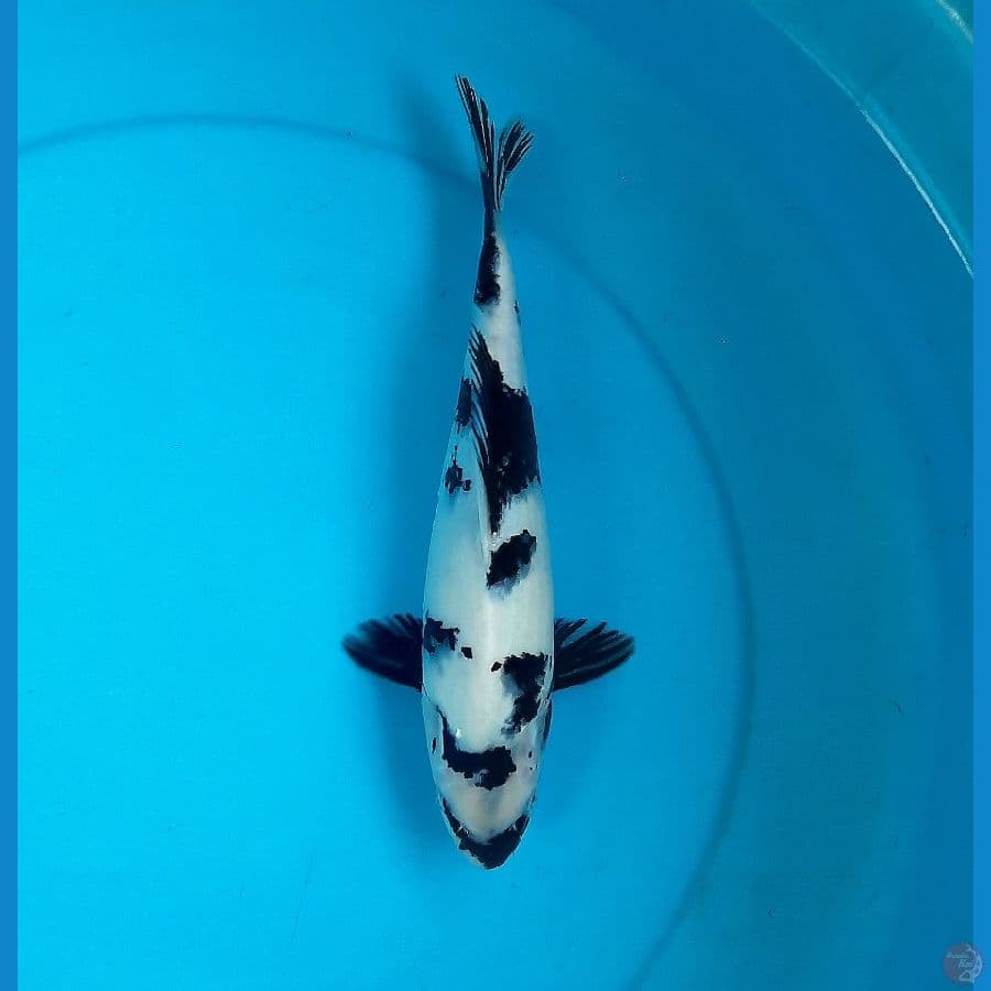 Shiro utsuri 29cm female