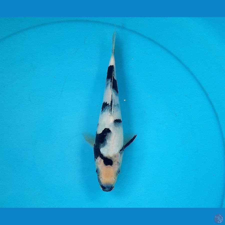 Baby shiro 24cm