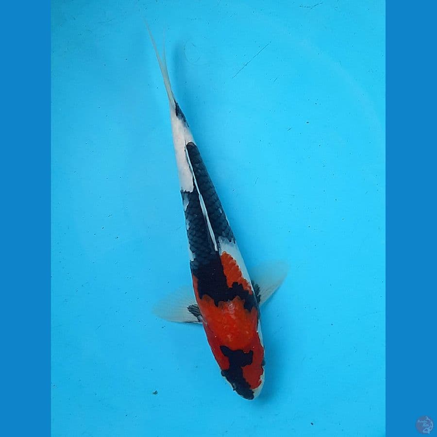 Showa 26cm