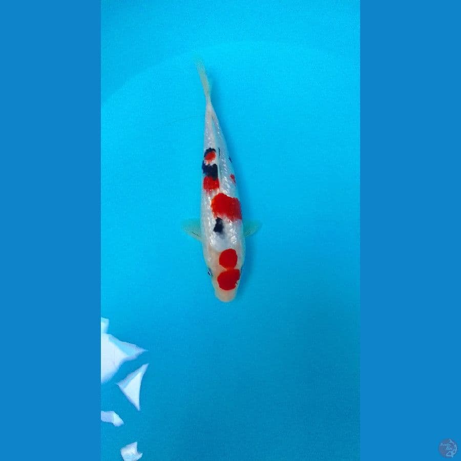 Taisho Sanshoku Gindrin SQ Male 25cm™