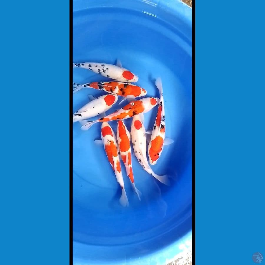 mixs koi 27 29cm.