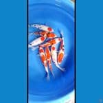 mixs koi 27 29cm.