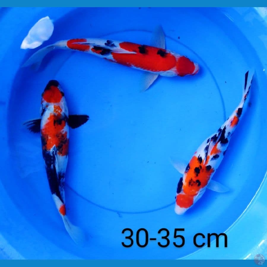 tancho strong 30-35 cm