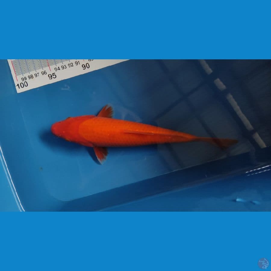 Red Benigoi Tembus perut 
