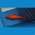 Red Benigoi Tembus perut 