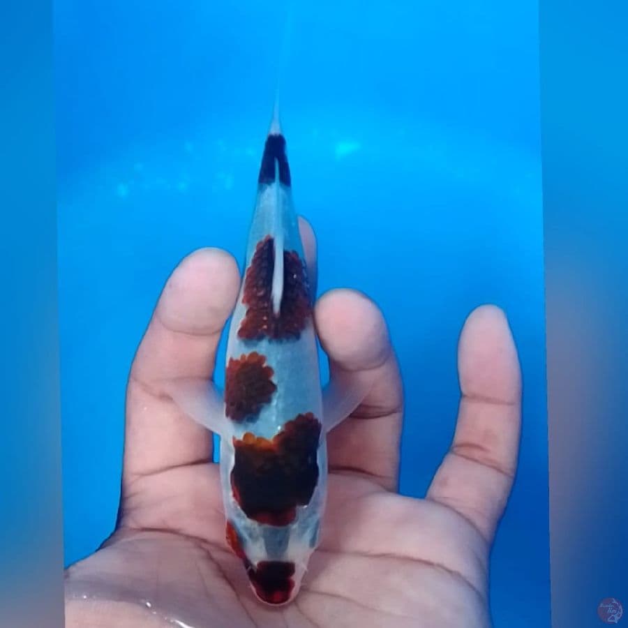 GOROMO 15CM