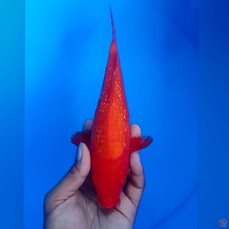 BENI GINDRIN 26CM