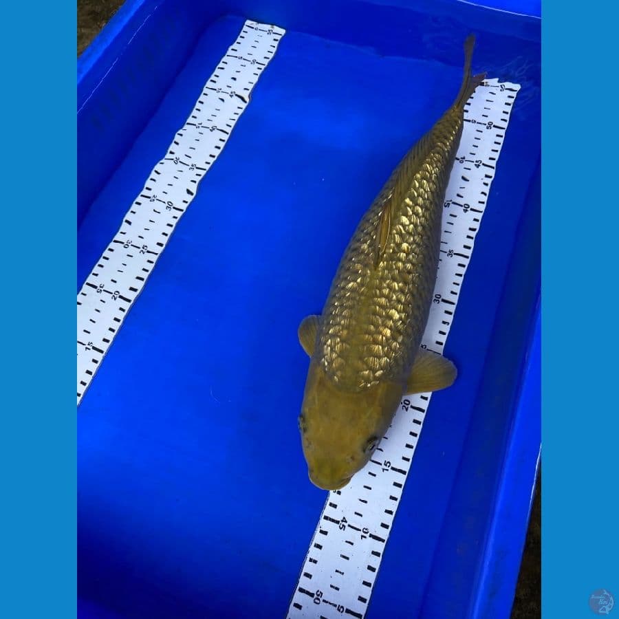 midori 41 cm
